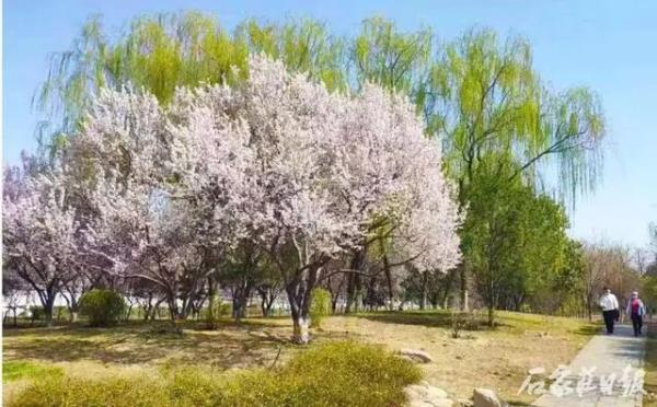 花开正当时 石家庄公园广场春季赏花指南来啦