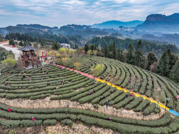 重庆綦江：明前茶采收 助农户增收