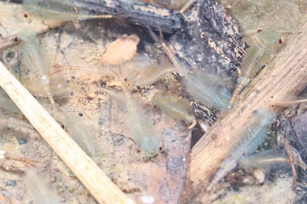 十分罕见!合肥大蜀山首次拍到 十分罕见!合肥大蜀山首次拍到