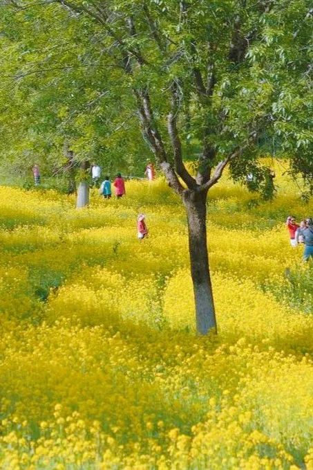 北京好天气回来了!这份北京游园赏花攻略请收好 北京好天气回来了!这份北京游园赏花攻略请收好