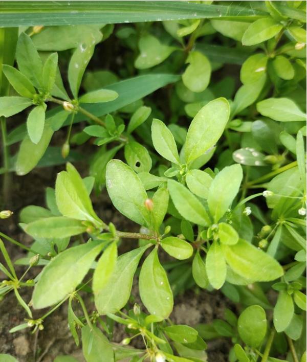 海南疾控提醒:这些植物有毒,请勿食用! 海南疾控提醒:这些植物有毒,请勿食用!