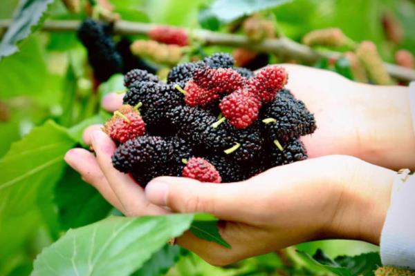 香甜已溢出屏幕，来广东吃→