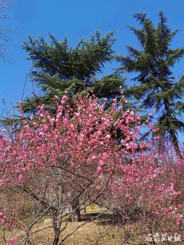 花开正当时 石家庄公园广场春季赏花指南来啦