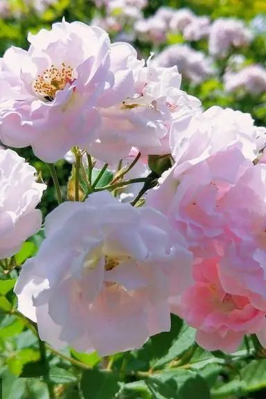 北京好天气回来了!这份北京游园赏花攻略请收好 北京好天气回来了!这份北京游园赏花攻略请收好