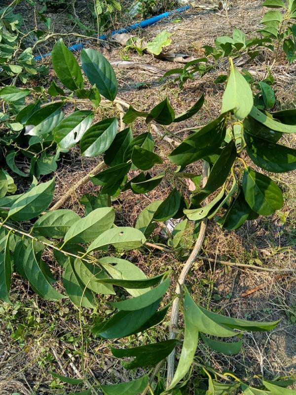 致1人死亡!海南疾控提醒:这些植物有毒 致1人死亡!海南疾控提醒:这些植物有毒