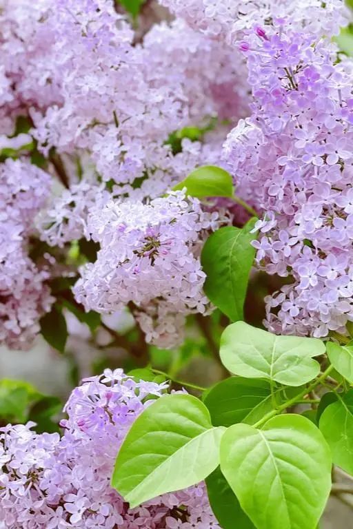 北京好天气回来了!这份北京游园赏花攻略请收好 北京好天气回来了!这份北京游园赏花攻略请收好