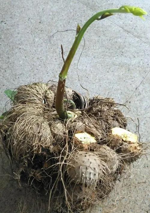 海南疾控提醒:这些植物有毒,请勿食用! 海南疾控提醒:这些植物有毒,请勿食用!