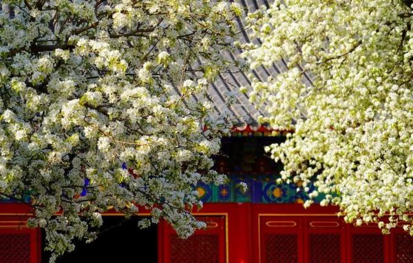 北京好天气回来了!这份北京游园赏花攻略请收好 北京好天气回来了!这份北京游园赏花攻略请收好