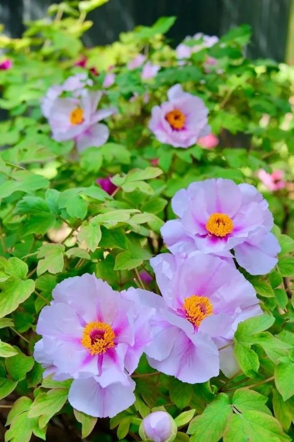 北京好天气回来了!这份北京游园赏花攻略请收好 北京好天气回来了!这份北京游园赏花攻略请收好