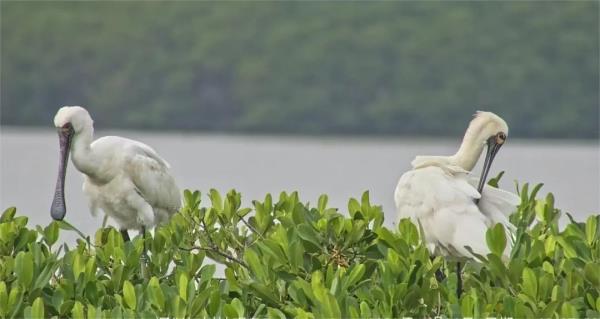 首次现身！深圳红树林记录到一级野生保护动物