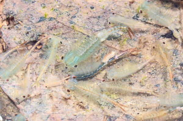 十分罕见!合肥大蜀山首次拍到 十分罕见!合肥大蜀山首次拍到