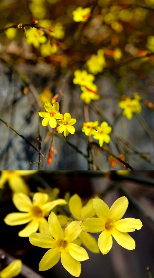 北京好天气回来了!这份北京游园赏花攻略请收好 北京好天气回来了!这份北京游园赏花攻略请收好