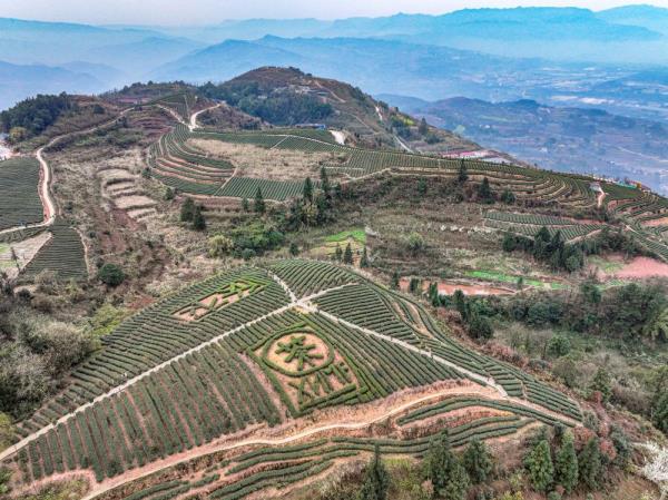 重庆綦江：明前茶采收 助农户增收