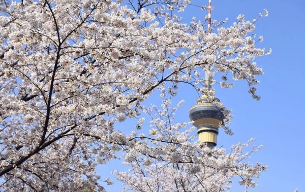 北京好天气回来了!这份北京游园赏花攻略请收好 北京好天气回来了!这份北京游园赏花攻略请收好