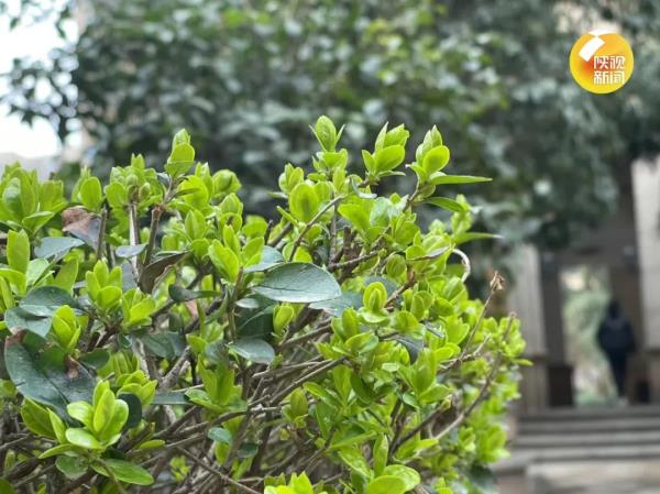 小雨、小到中雪，局地大雪！陕西雨雪上线，放晴时间→