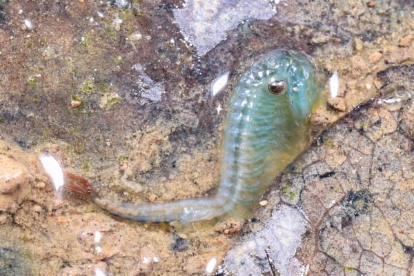 十分罕见!合肥大蜀山首次拍到 十分罕见!合肥大蜀山首次拍到