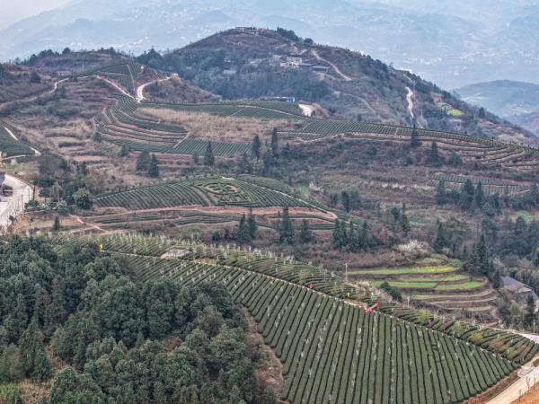 重庆綦江：明前茶采收 助农户增收