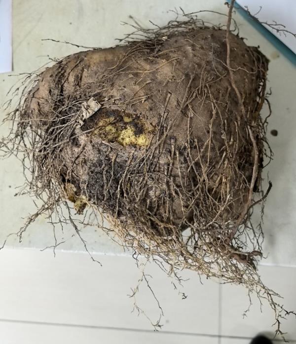 致1人死亡!海南疾控提醒:这些植物有毒 致1人死亡!海南疾控提醒:这些植物有毒