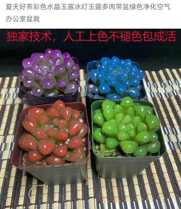“炫彩多肉”好美，但鼻子却说：别买！