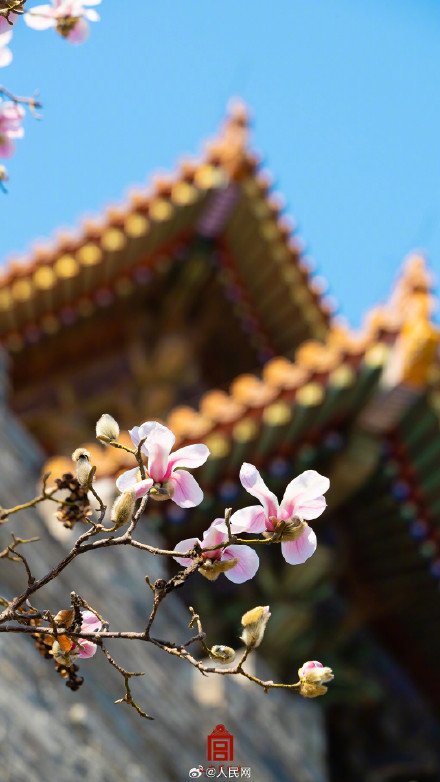 治愈！故宫玉兰花开壁纸