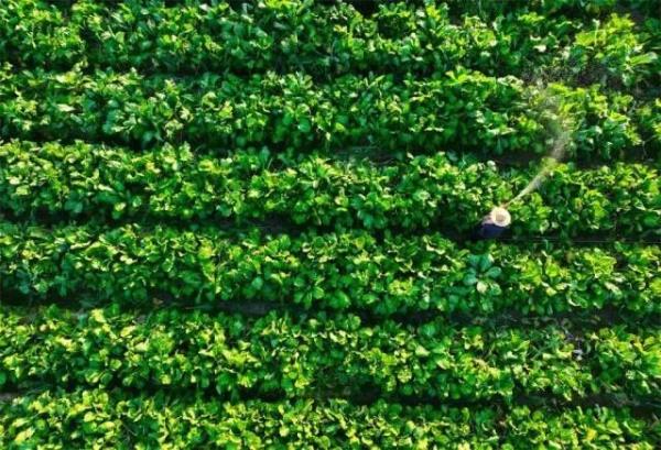 香甜已溢出屏幕，来广东吃→