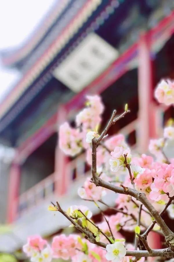 北京好天气回来了!这份北京游园赏花攻略请收好 北京好天气回来了!这份北京游园赏花攻略请收好