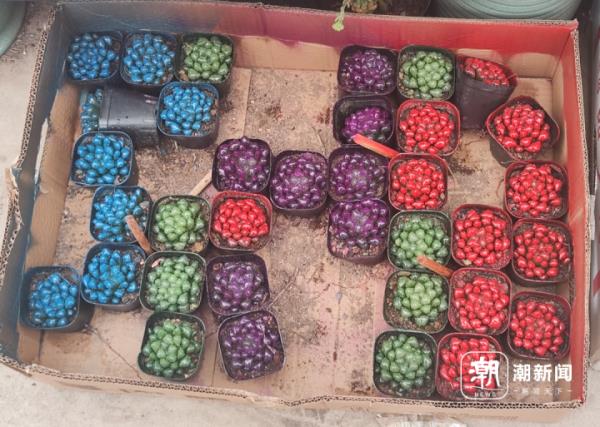 “炫彩多肉”好美，但鼻子却说：别买！