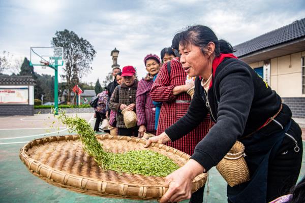 重庆綦江：明前茶采收 助农户增收