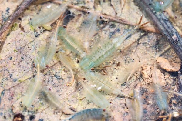 十分罕见!合肥大蜀山首次拍到 十分罕见!合肥大蜀山首次拍到