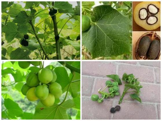 致1人死亡!海南疾控提醒:这些植物有毒 致1人死亡!海南疾控提醒:这些植物有毒