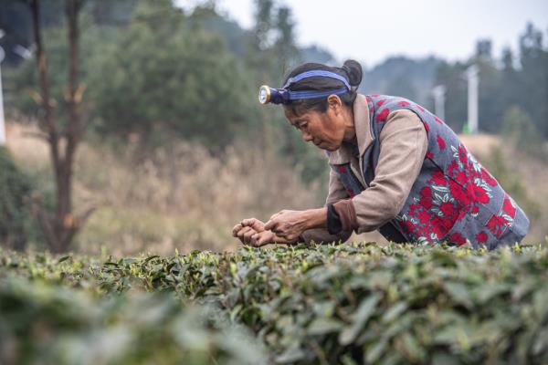 重庆綦江：明前茶采收 助农户增收