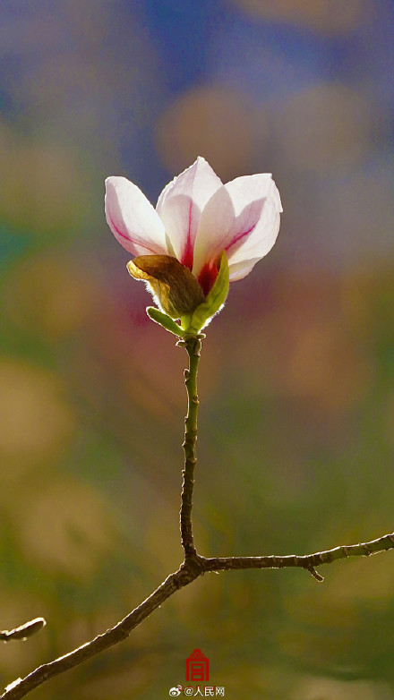 治愈！故宫玉兰花开壁纸