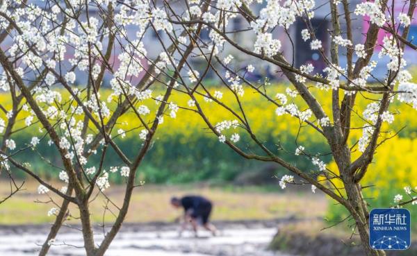 春分将至农事忙 春分将至农事忙