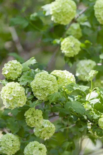 北京好天气回来了!这份北京游园赏花攻略请收好 北京好天气回来了!这份北京游园赏花攻略请收好