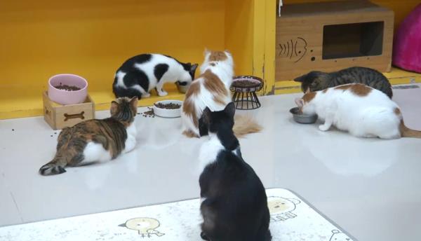 宠物“免费领养” 是福利还是套路? 宠物“免费领养” 是福利还是套路?