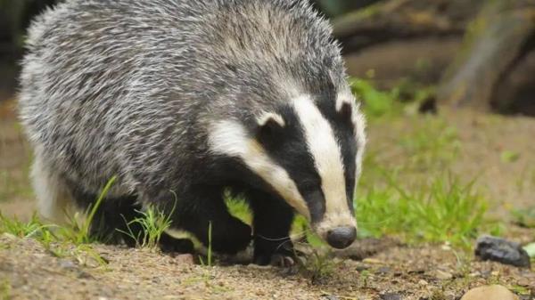 起猛了,蓝朋友见到了鲁迅笔下的“猹” 起猛了,蓝朋友见到了鲁迅笔下的“猹”