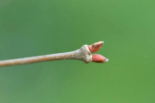 昆明这棵树40余年首开花,长这样→ 昆明这棵树40余年首开花,长这样→