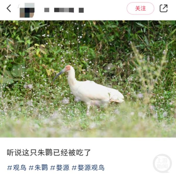 男子捕杀国宝，只为给母亲煲汤治病？当地回应来了