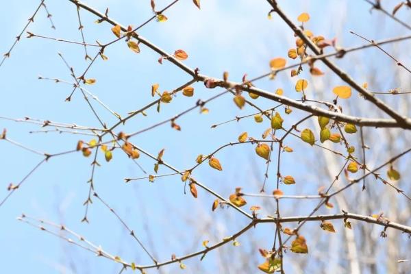 昆明这棵树40余年首开花,长这样→ 昆明这棵树40余年首开花,长这样→