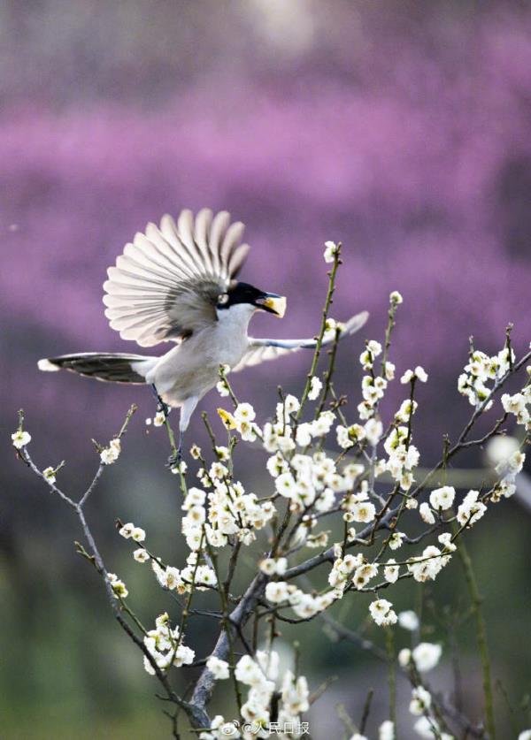 灰喜鹊梅花间觅食美如画