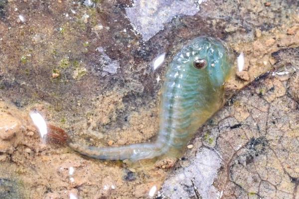 罕见!大蜀山最新发现! 罕见!大蜀山最新发现!