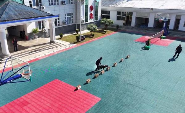 身怀绝技智勇双全,带你探秘缉毒犬养成 身怀绝技智勇双全,带你探秘缉毒犬养成