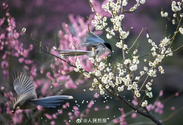 灰喜鹊梅花间觅食美如画