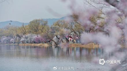 北京颐和园山桃花盛开 粉粉嫩嫩尽显清新美 北京颐和园山桃花盛开 粉粉嫩嫩尽显清新美