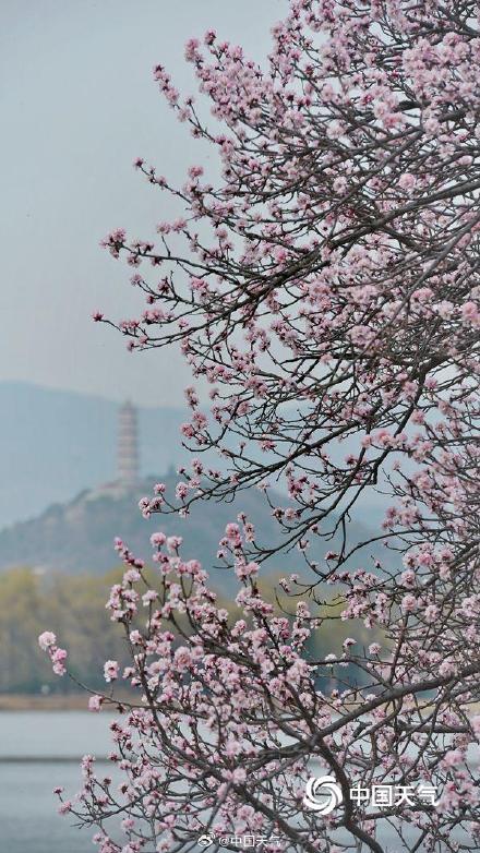 高清桃花竖屏图片大全图片