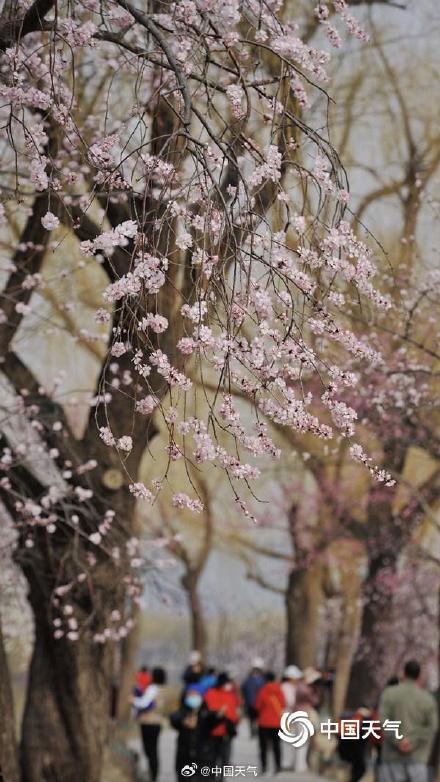 北京颐和园山桃花盛开 粉粉嫩嫩尽显清新美 北京颐和园山桃花盛开 粉粉嫩嫩尽显清新美