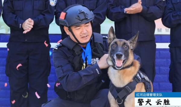 身怀绝技智勇双全,带你探秘缉毒犬养成 身怀绝技智勇双全,带你探秘缉毒犬养成