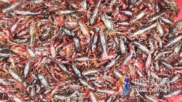 早春的小龙虾为啥壮瘦差别大？业内人士：买虾先看“色”