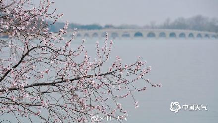 北京颐和园山桃花盛开 粉粉嫩嫩尽显清新美 北京颐和园山桃花盛开 粉粉嫩嫩尽显清新美