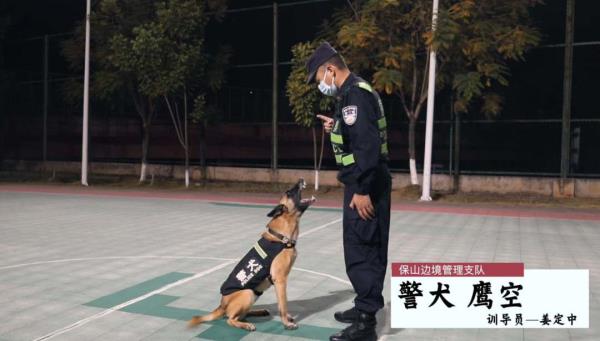 身怀绝技智勇双全,带你探秘缉毒犬养成 身怀绝技智勇双全,带你探秘缉毒犬养成
